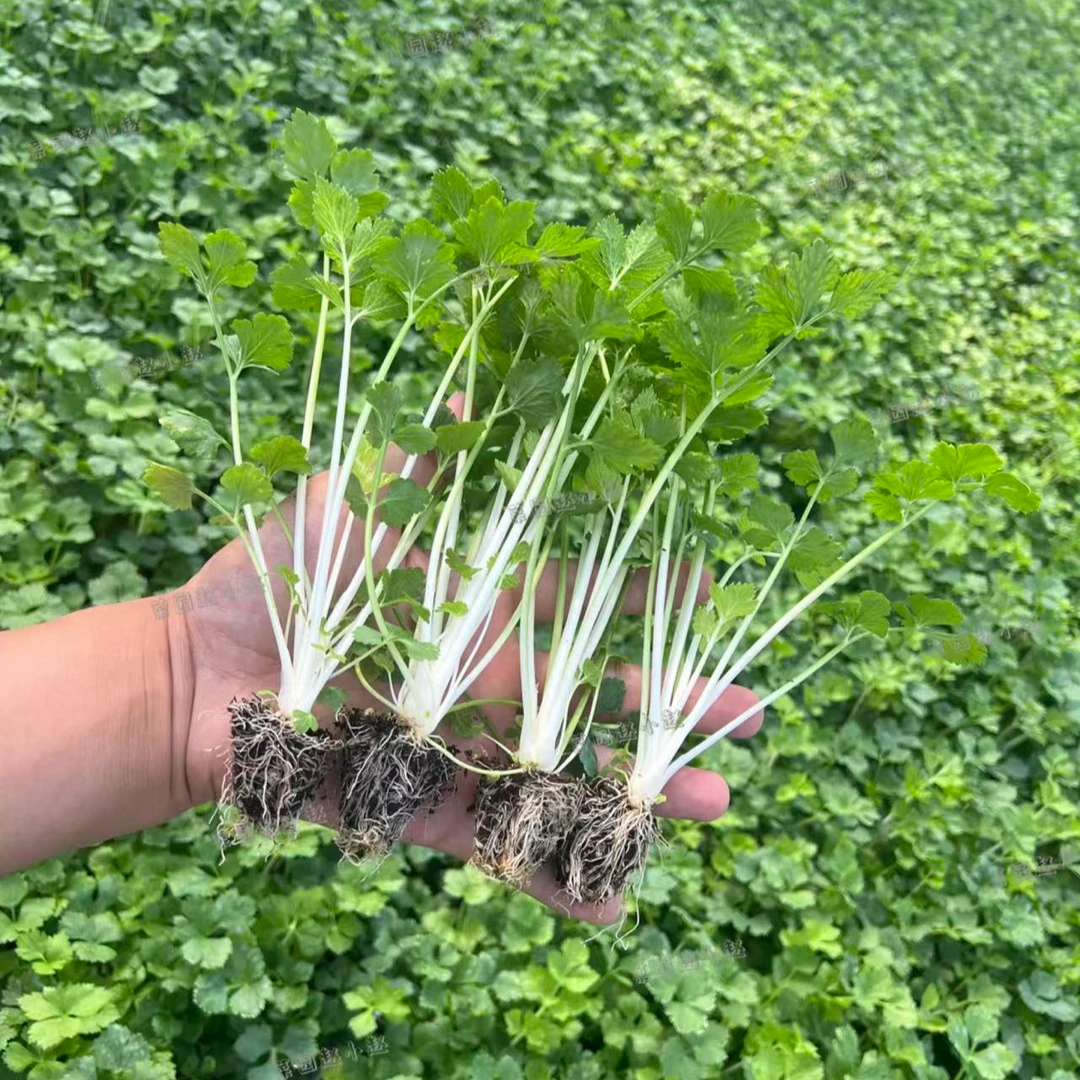 白芹菜种苗芹菜秧苗白杆芹菜种子雪白芹菜四季阳台盆栽种植