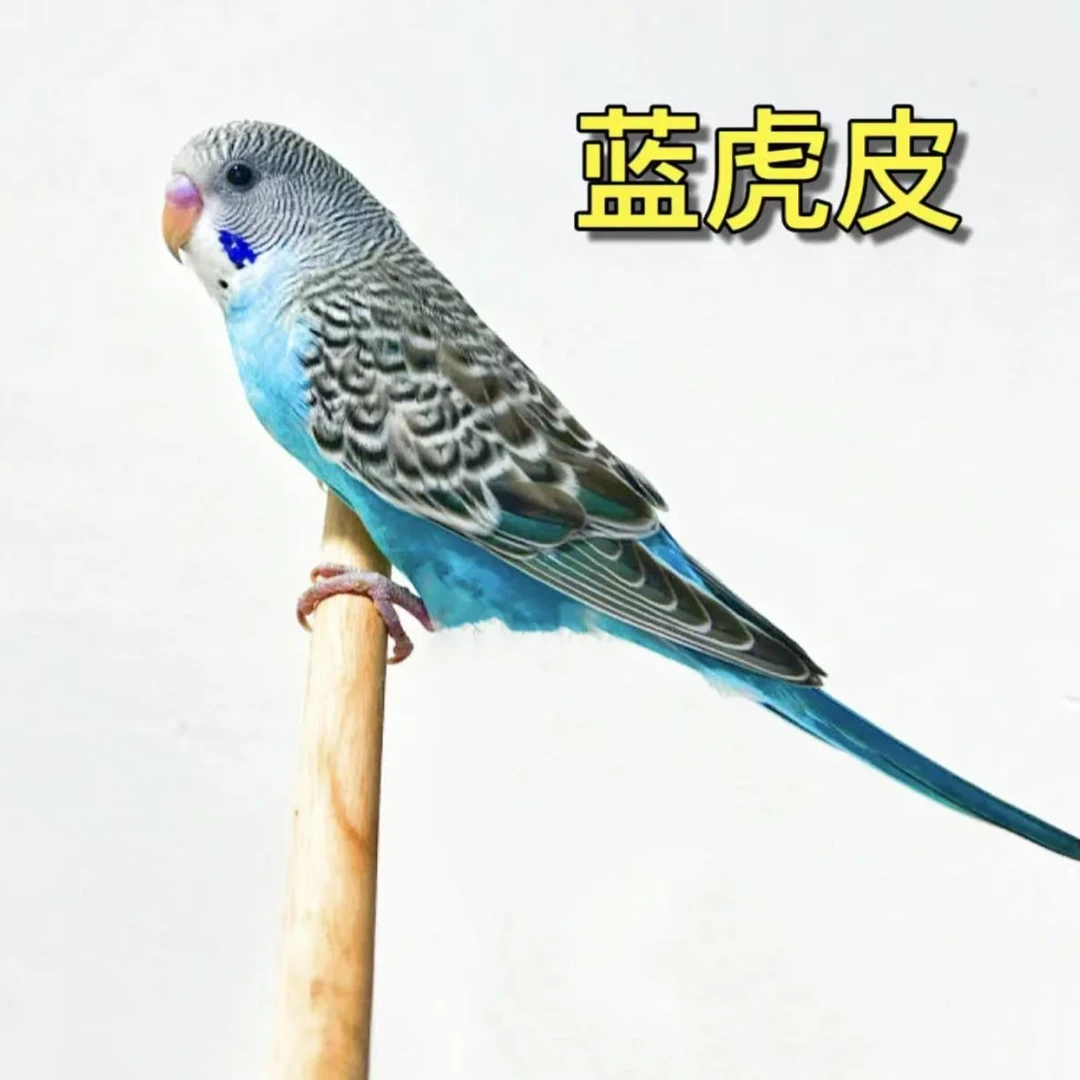 1只  鹦鹉会学说话宠物鸟观赏鸟小鸟包邮活物鹦鹉