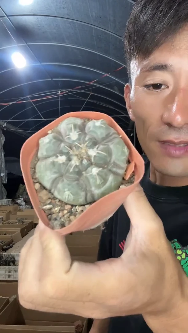 实生大号铅皮19.99