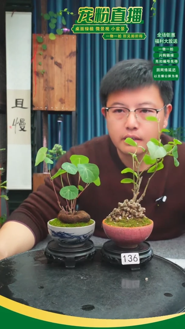 无花朵苌*苔藓微景观136号