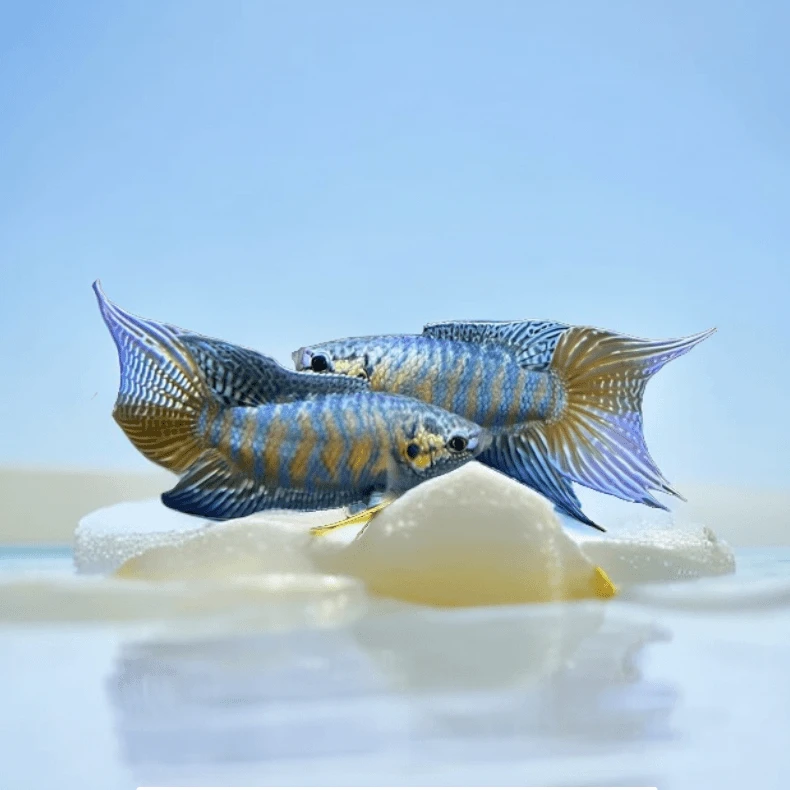中国斗鱼冷水淡水观赏鱼鱼苗不打氧小型鱼活鱼包邮懒人小鱼观赏鱼