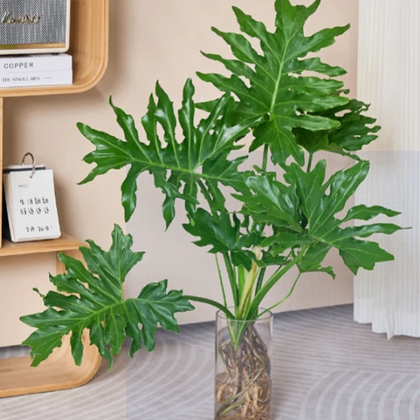 70-老桩龙鳞蔓绿绒水培绿植室内花卉好养易活网红家居摆件植物