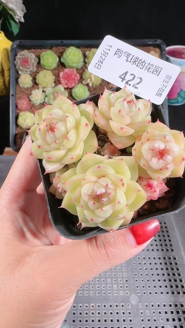 多肉1128-422群生不包整