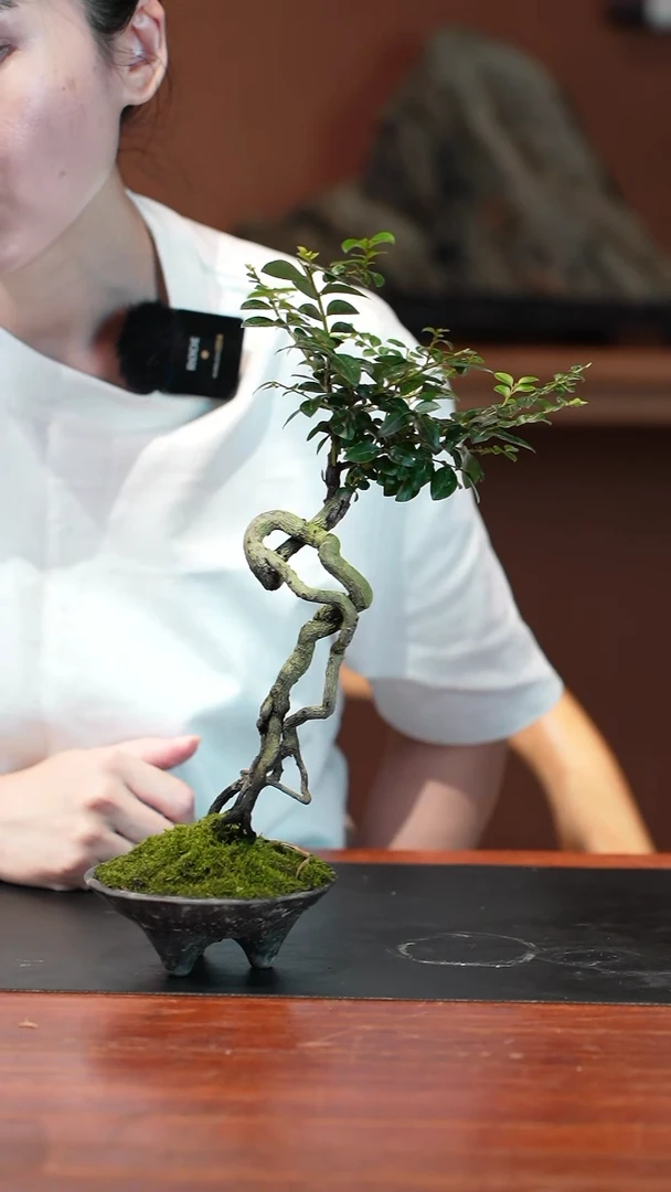 无花朵黑骨茶盆景盆景盆景