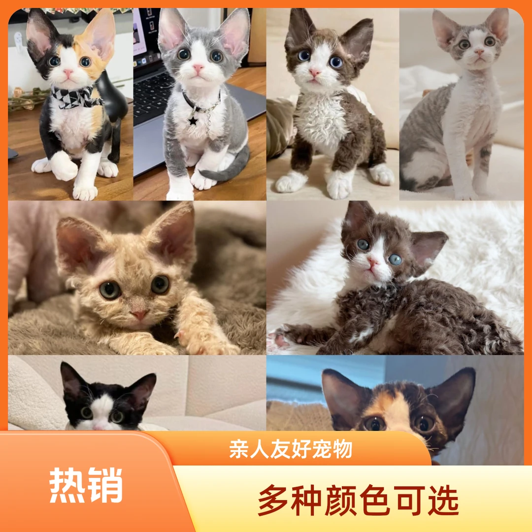 【贵人宠】精品德文卷毛猫活体通用链接 猫肥家润来财666