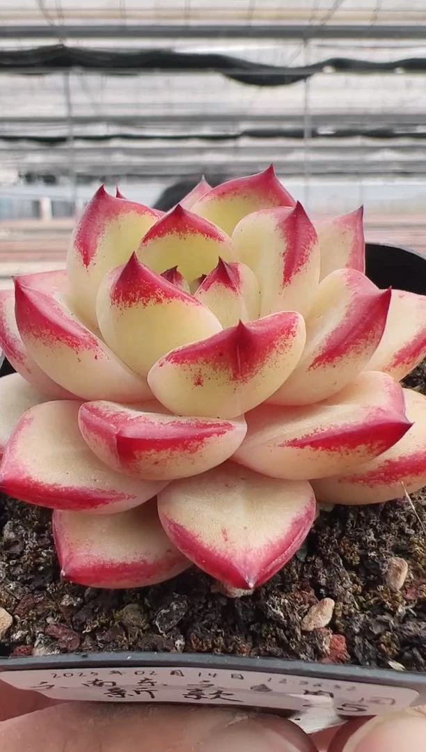 【闪购商品】新款多肉-25