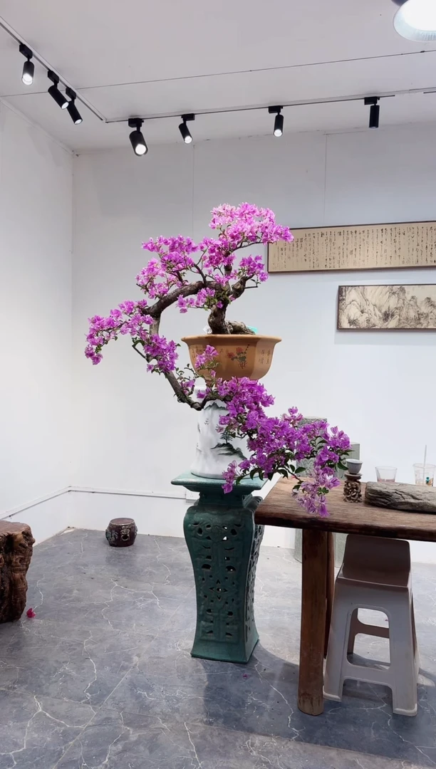 无花朵理****朵三角梅三角梅三角梅