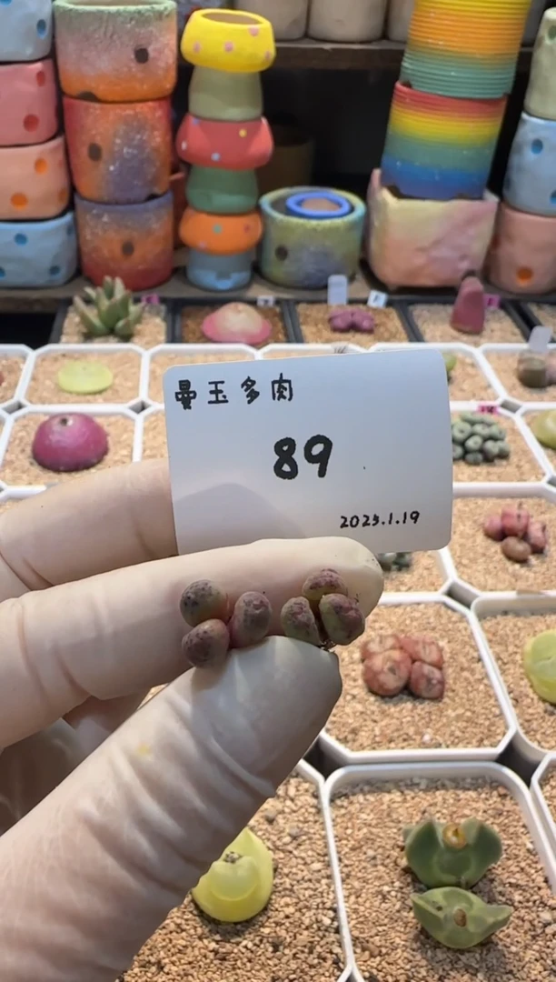 【闪购商品】25.1.19--89