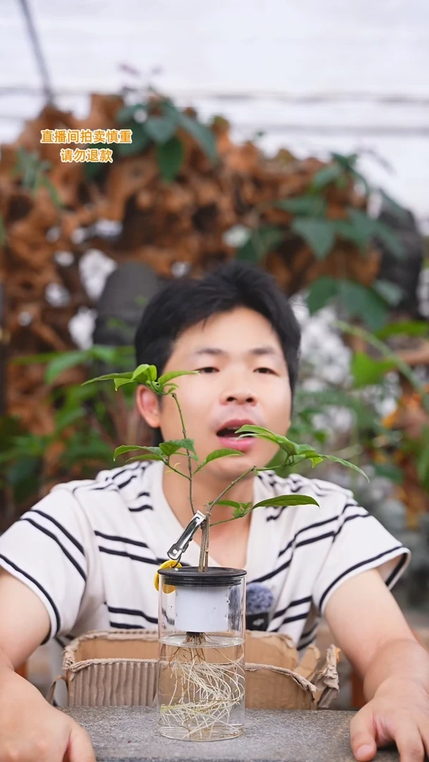 当前无花栽培后可以开花垂丝茉莉065T