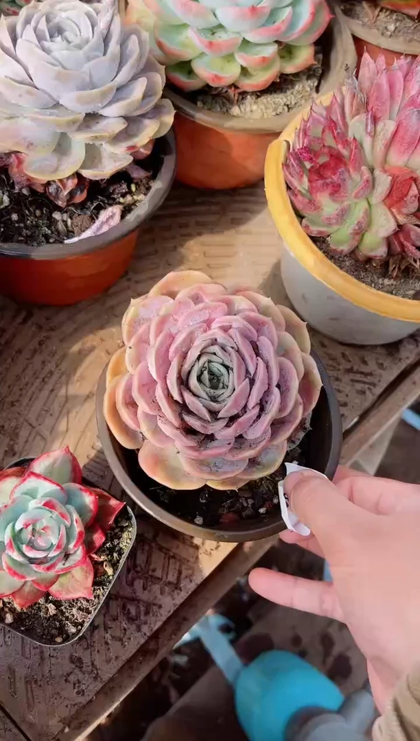 【闪购商品】22230