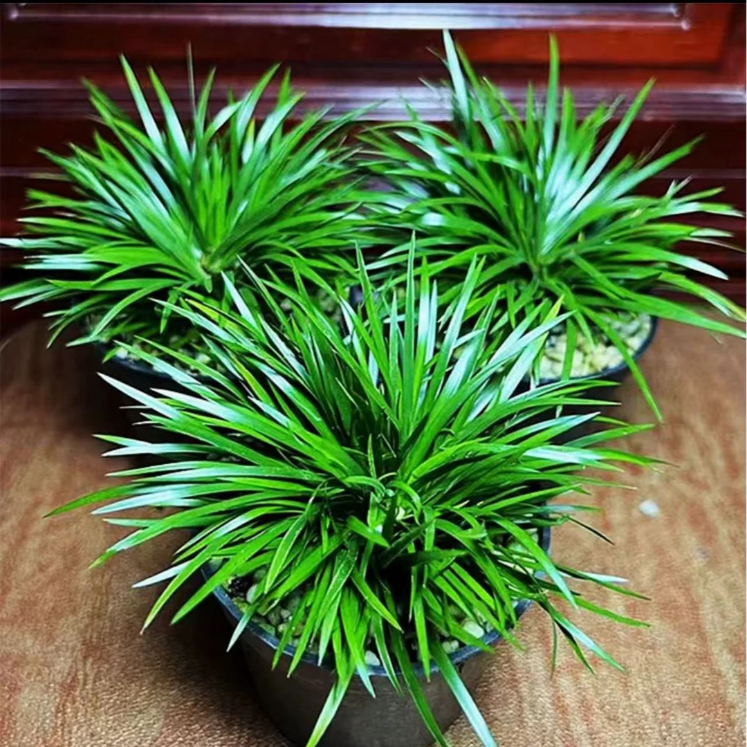 菖蒲，菖蒲科菖蒲属多年生草本植物