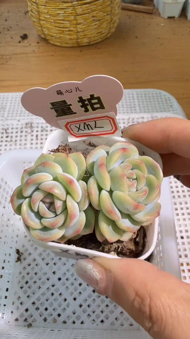 西米露 四方一盆 单双混 量拍混发