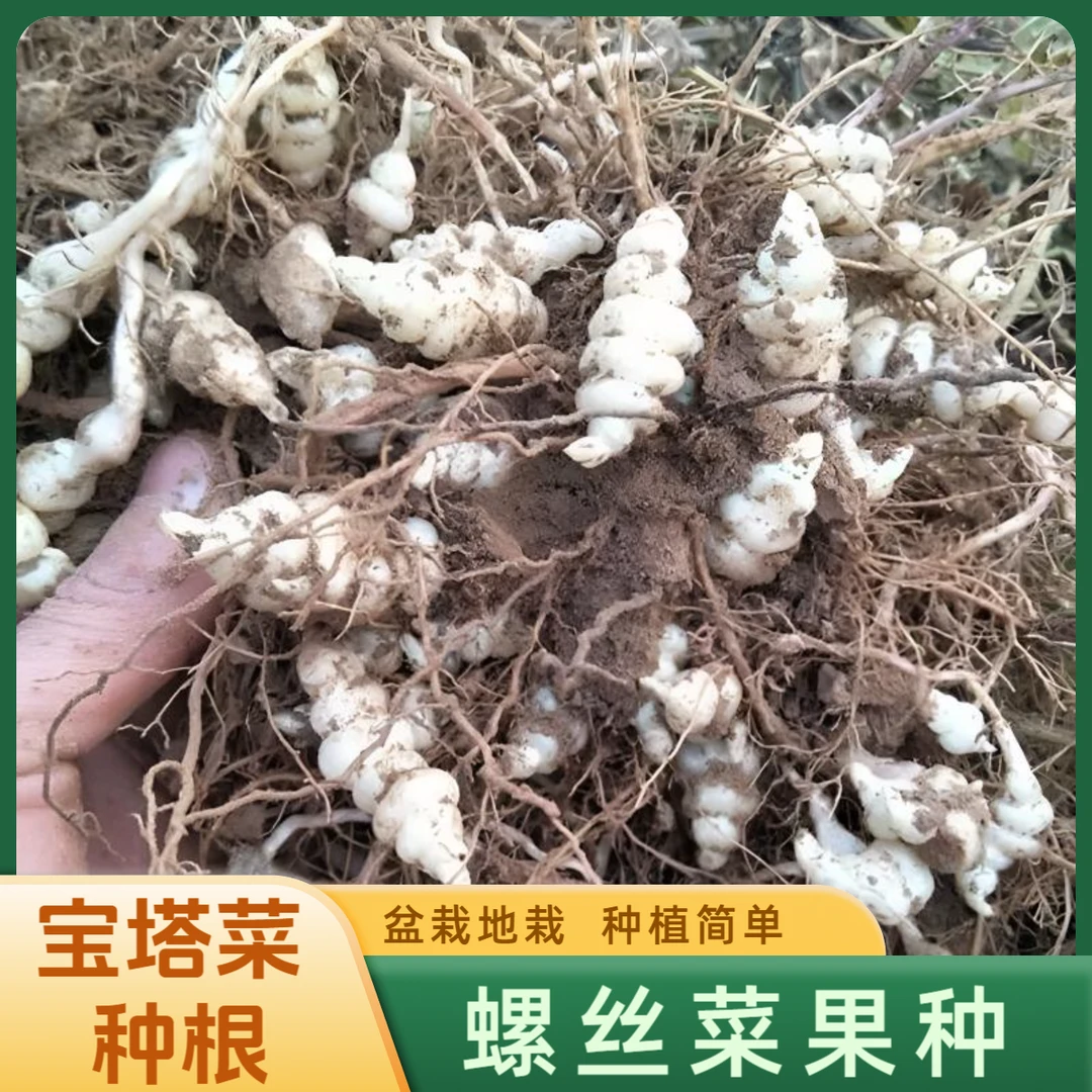 【宝塔菜种根】四季种植盆栽地栽阳台小院种植