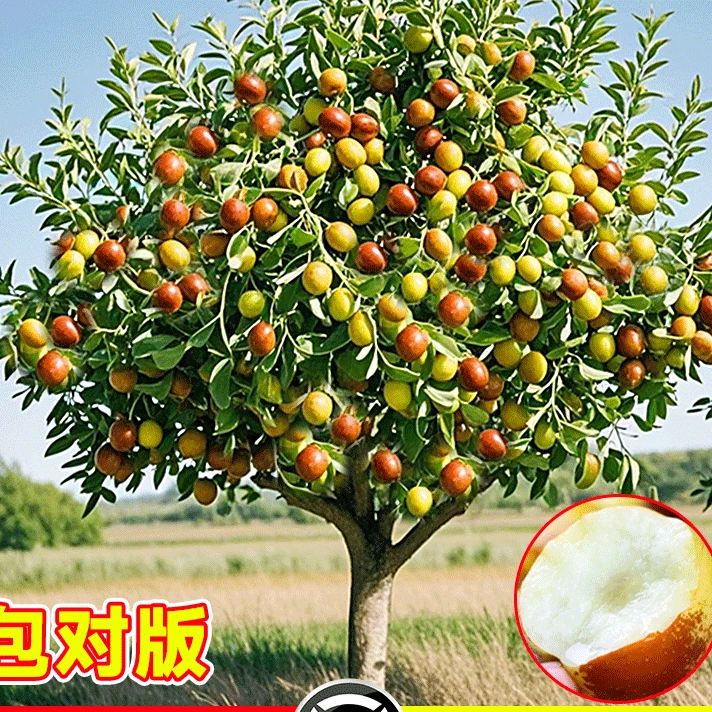 枣树活苗嫁接冬枣地栽果树果苗当年结果北方南方大枣超甜特大庭院