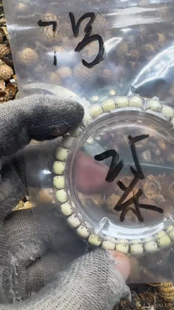 星月菩提吊坠青稞手7号单圈