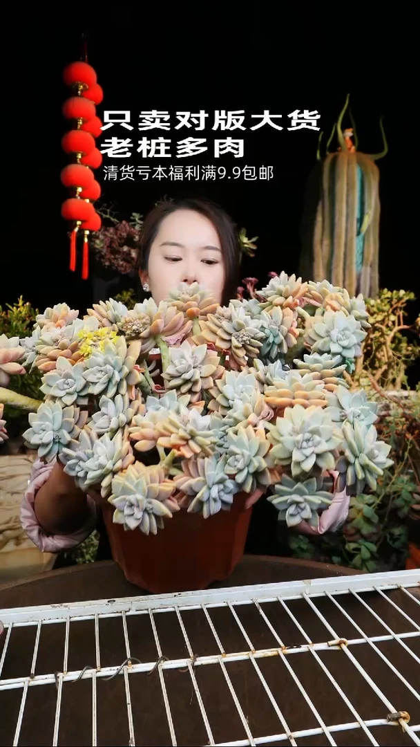 梓轩多肉（W12b淡雪280桶装）只卖对版大货多肉，一单就包邮