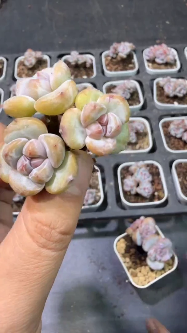 07号到手（1）棵-江北多肉