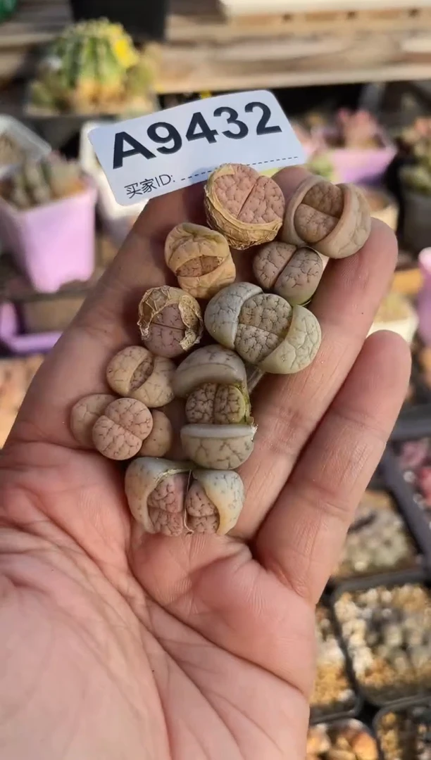 【闪购商品】9432直播一物一拍