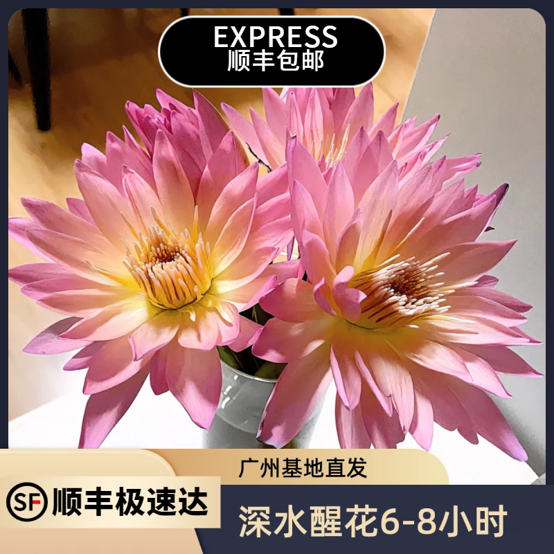 【顺丰包邮】睡莲鲜花广州基地直发室内水养插花花卉（养护参考教程）