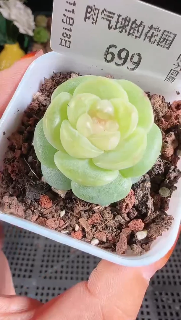 1118-699星月麦秆群生不包整