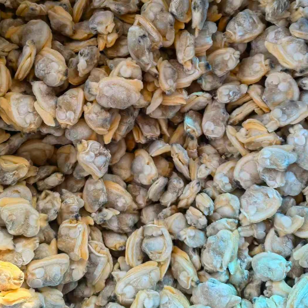 红岛新鲜无泥无沙蛤蜊肉花甲肉顺丰配送海鲜美味