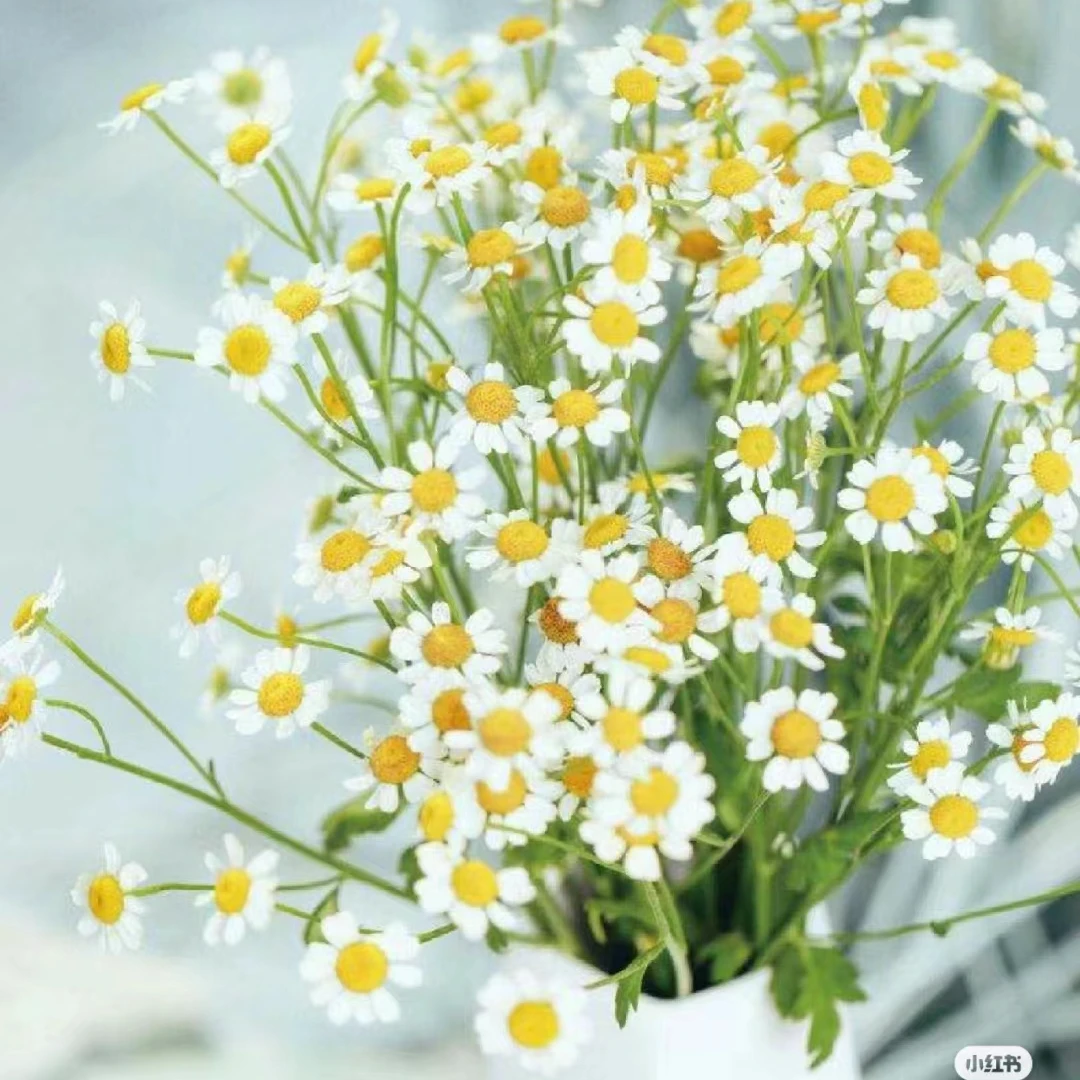 【洋甘菊】小清新水培配草鲜切花（林冲花卉）