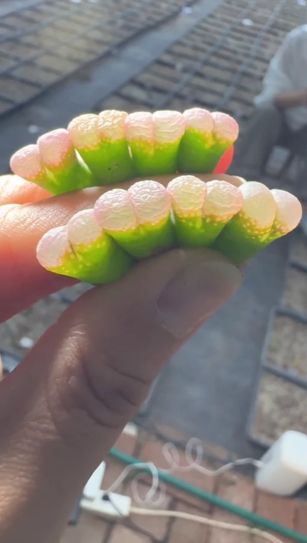 121多肉植物肉锥粉泡泡十颗
