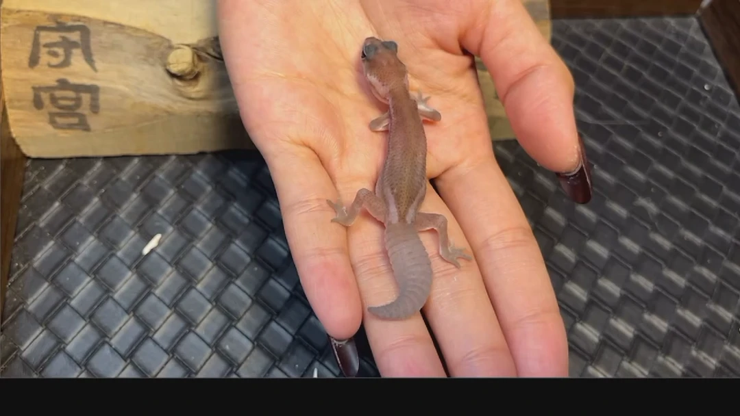 肥尾守宫奥利奥无纹