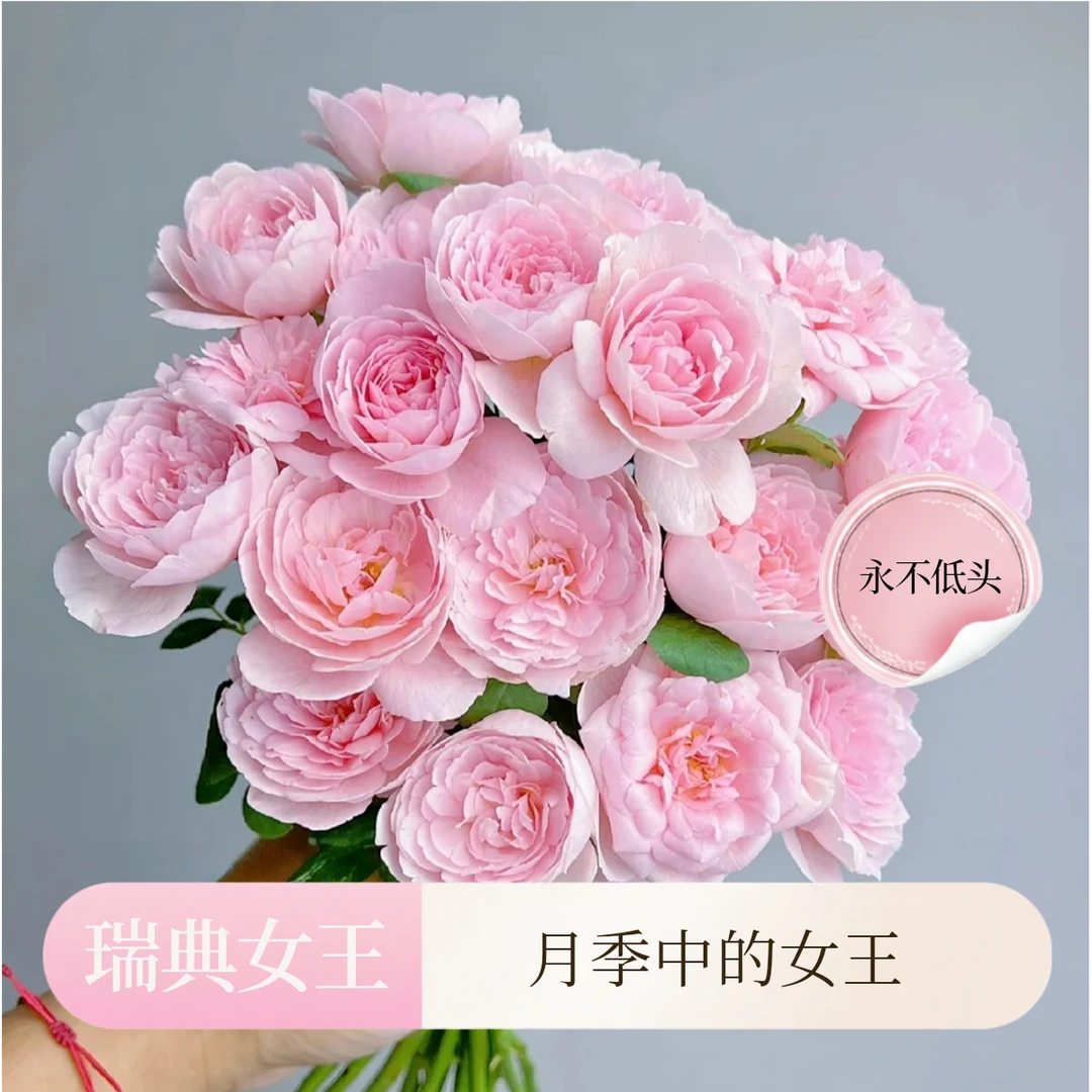 黑哥的花园奥斯汀经典瑞典女王月季丰花抗病耐热阳台庭院绿植花卉