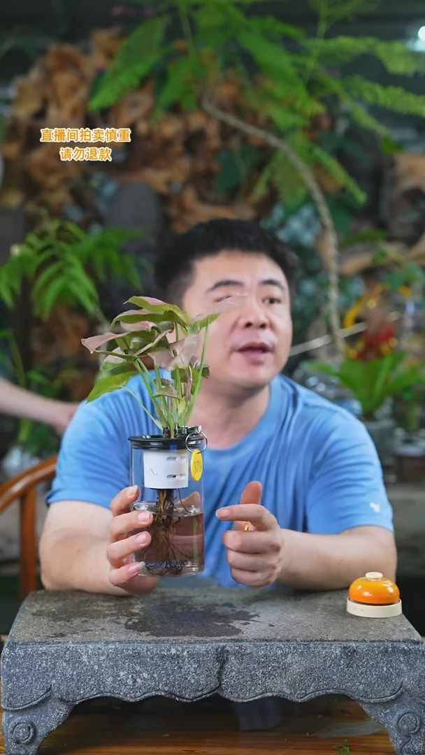 当前无花栽培后可以开花红粉佳人379HT