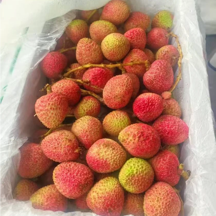 【次日达】海南桂花香荔枝2.7斤礼盒装 老树大果 拒绝泡水海南省