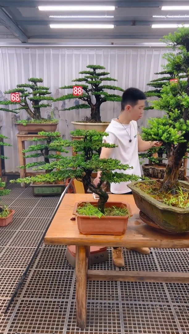 无花朵年***记精品盆景直播间一物一拍