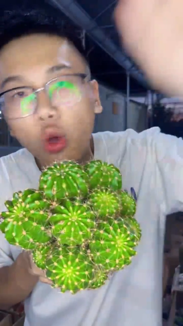 多头 席克氏彩草 【带根【】