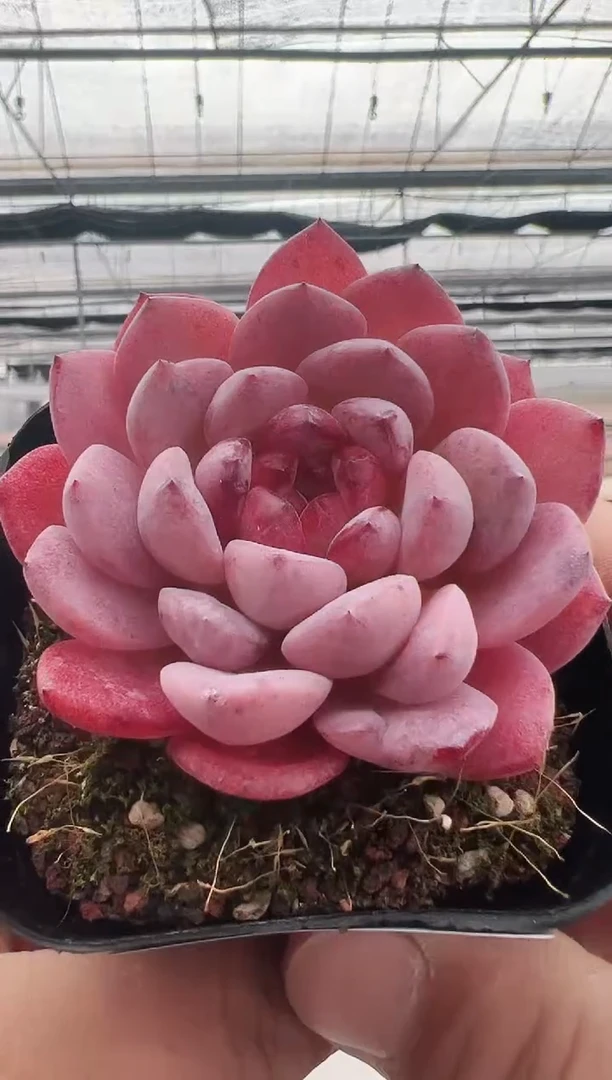 【闪购商品】新款多肉-51