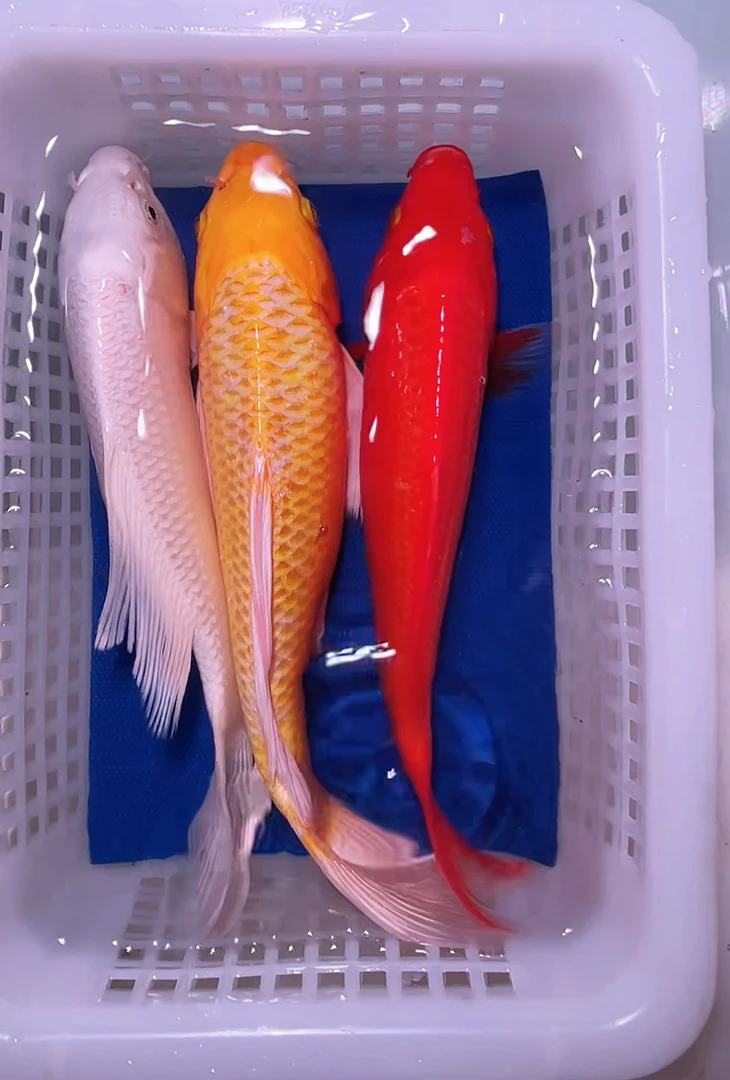 【三条】【红火鲤1】【白蝴蝶1】【黄蝴蝶1】包邮