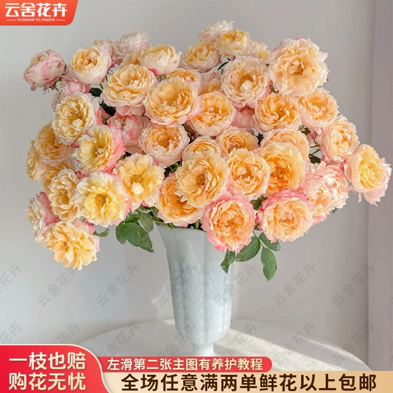 【云舍花卉】【苏琪公主】多头玫瑰全场鲜花任意满两单及以上包邮发货