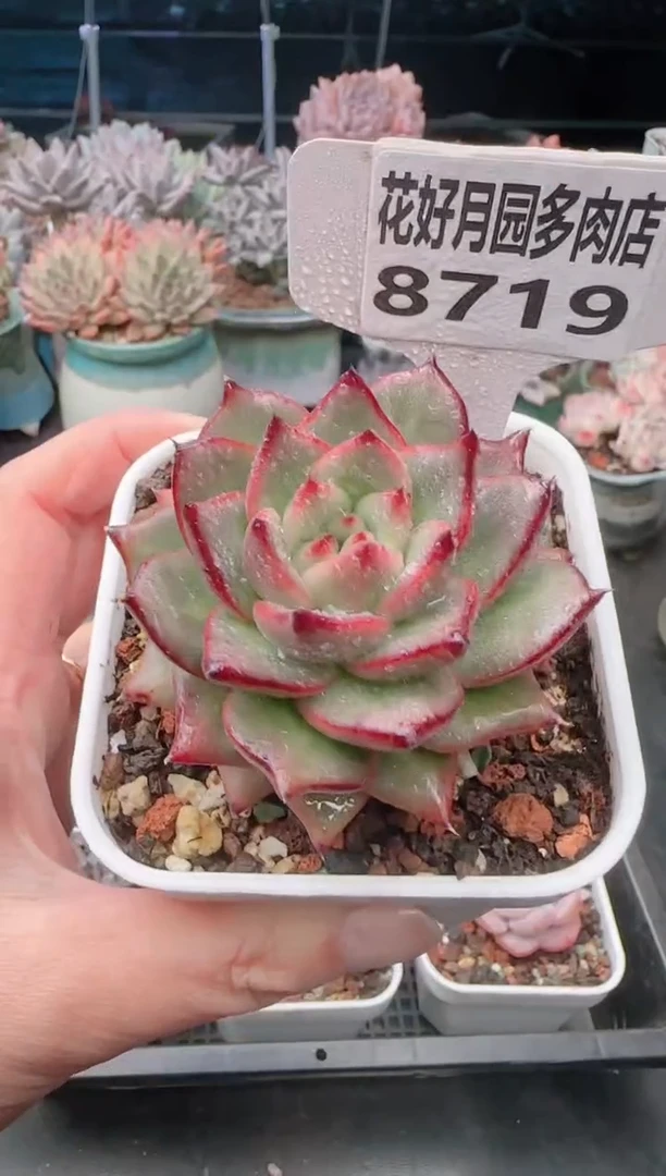 【闪购商品】8719.