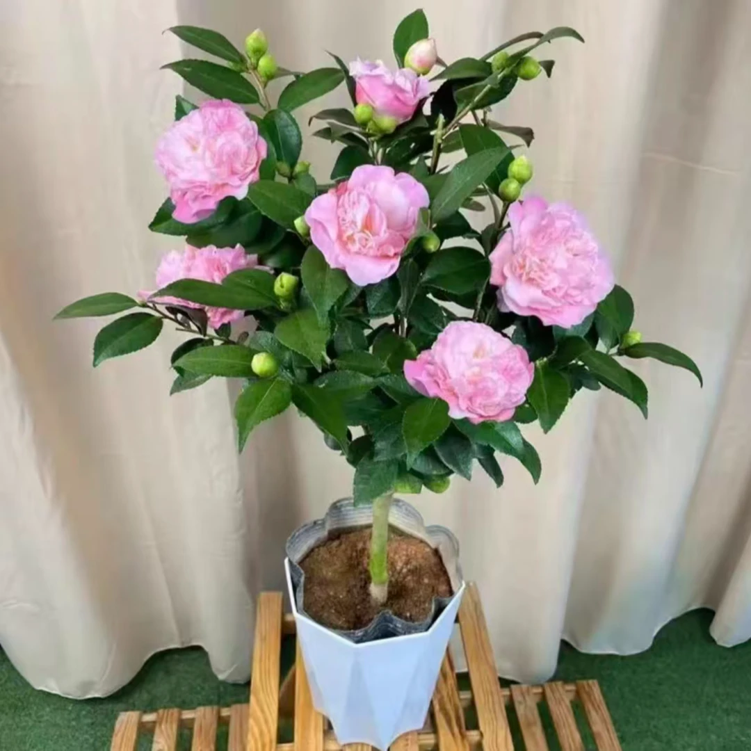 PZ【基地直销】带花苞送棱形盆浓香型香妃茶花盆栽好养易活室内外