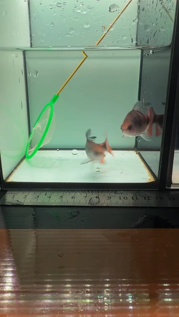 海水鱼红尾绿荧光222