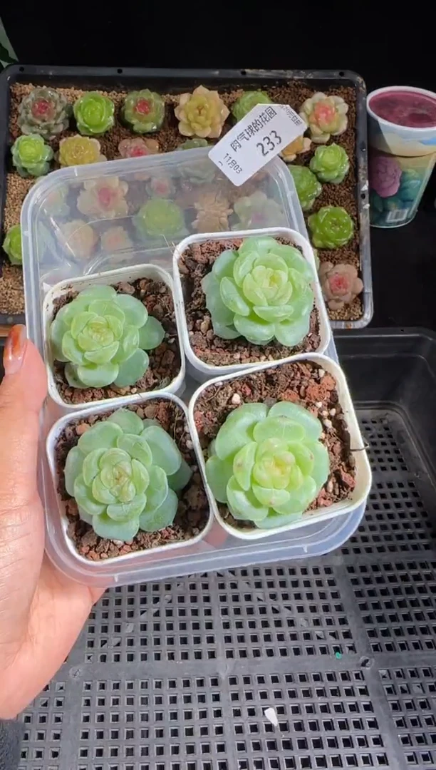 1103-233星月量拍  赏心悦目款