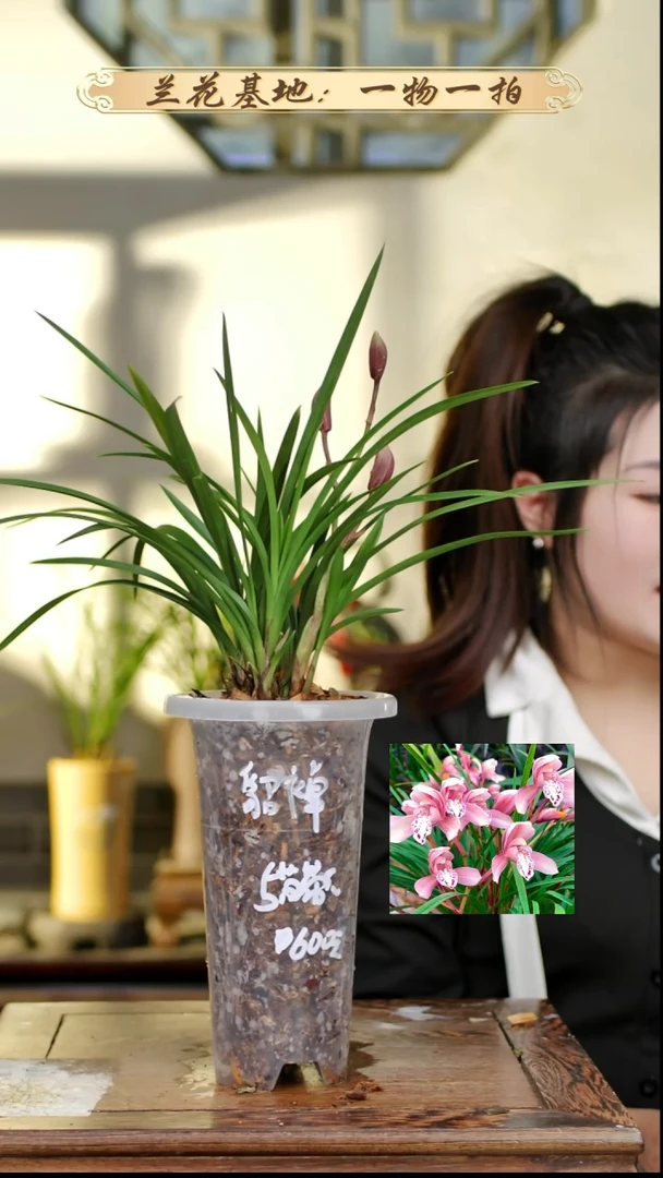 完全开放貂蝉6苗带花苞