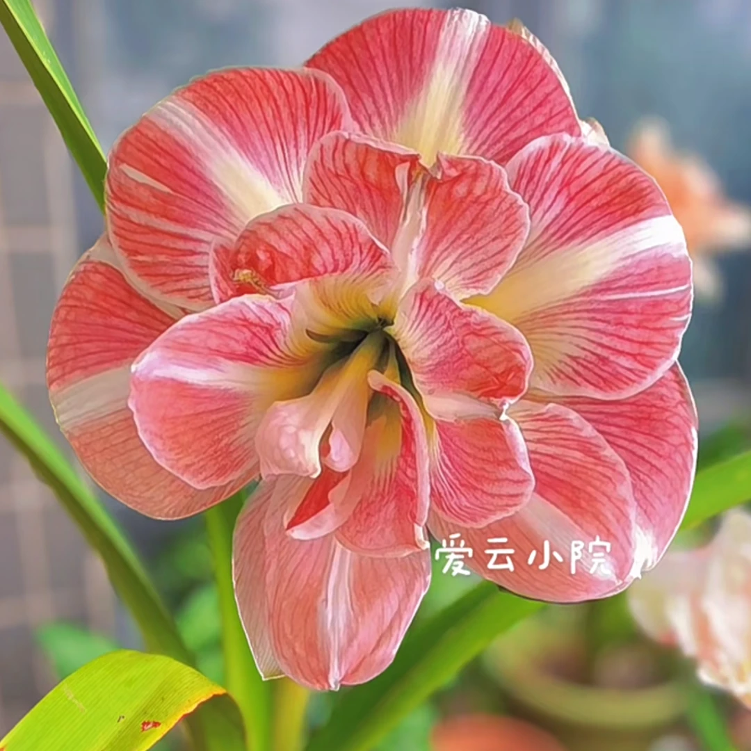 现货 进口荷兰重瓣朱顶红【花仙子】 艺晓花卉