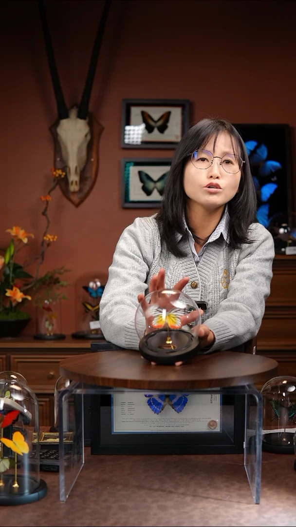 优越斑粉蝶球形款    常规