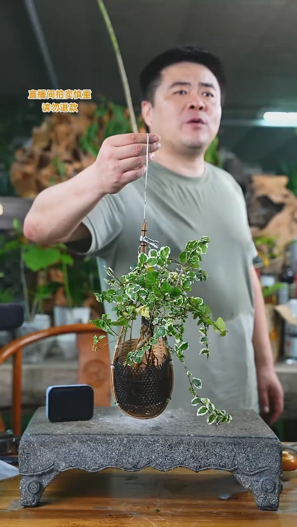 当前无花栽培后可以开花花叶霹雳397T