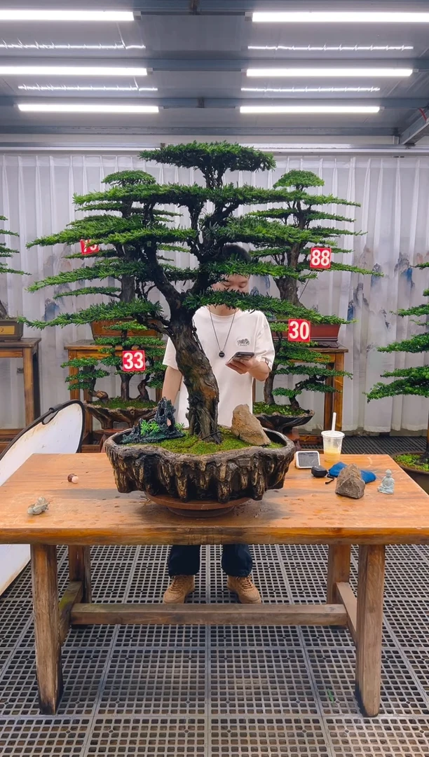 无花朵@**.精品盆景直播间一物一拍