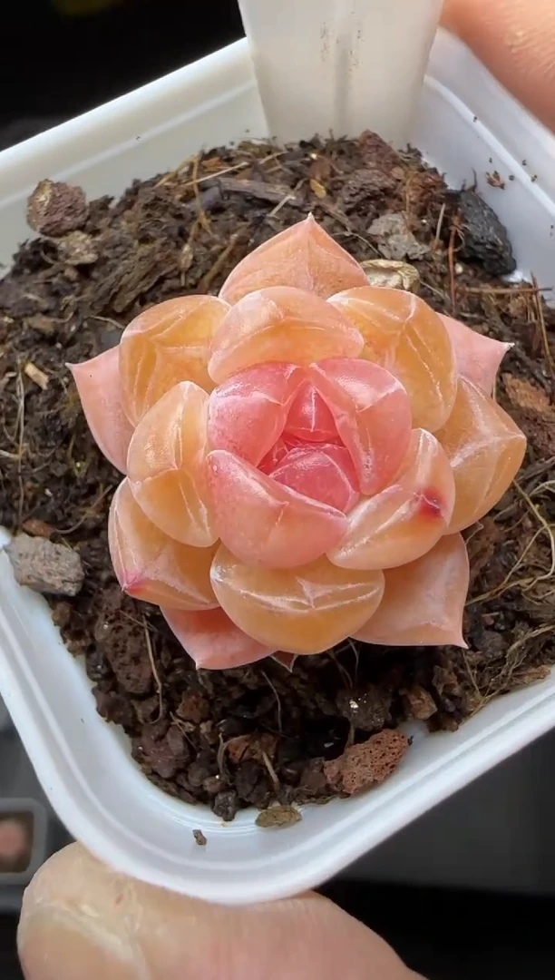 【闪购商品】一物一拍0219—136