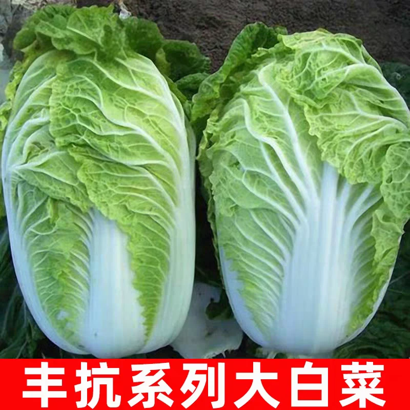 丰抗大白菜种子秋播越冬大白菜种孑四季春秋耐寒蔬菜