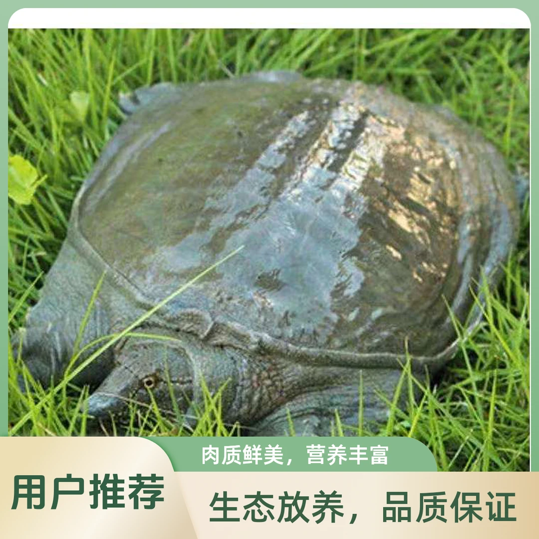 5只6-5斤 汉寿外塘生态甲鱼 鲜活发货 保活到家