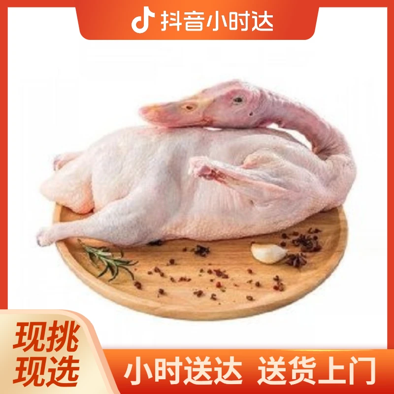 嫩鸭子