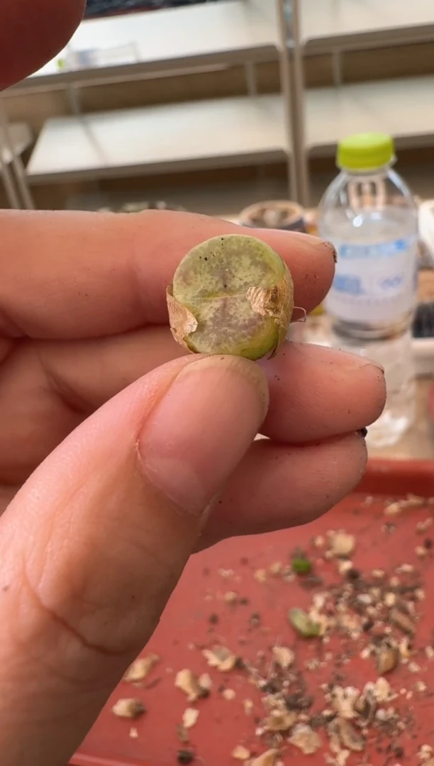 13-354多肉植物肉锥
